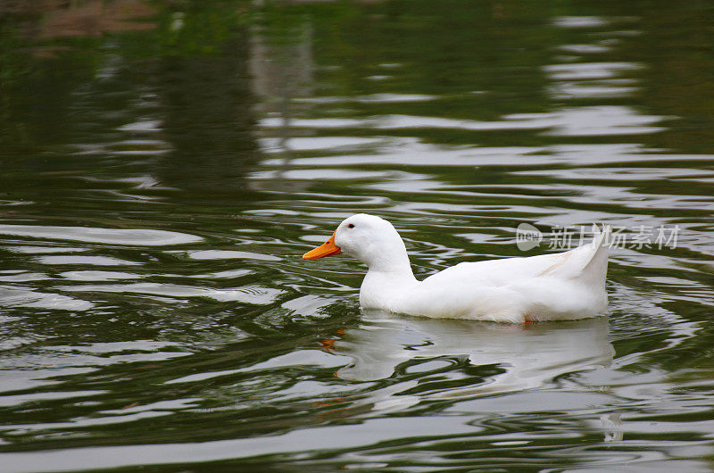 White duck on lake